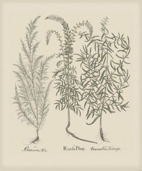 Besler 165 Colored B2