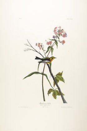 Blackburnian Warbler