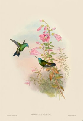 Gould Hummingbird 323