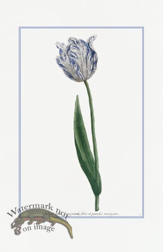 (image for) Blue Weinmann S 02