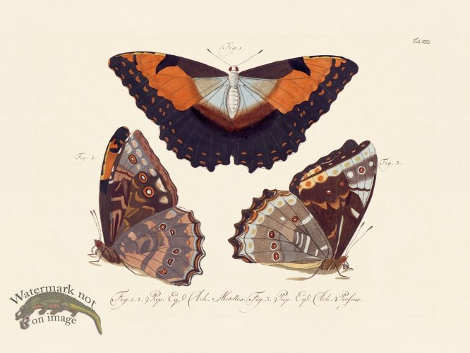 (image for) Jablonsky Butterfly 022