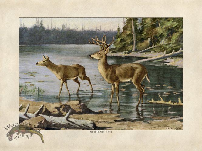 White Tail Deer by Kemp