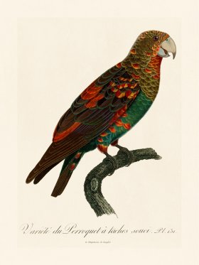 Barraband Parrot 131