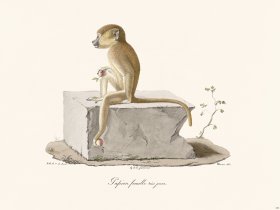 Cuvier 330 Female Tapion