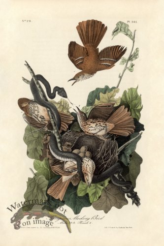 (image for) Mocking Bird