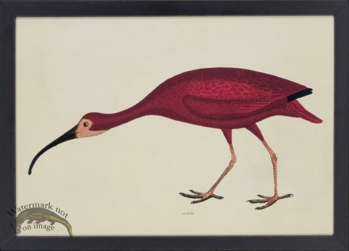 (image for) Tribute BFs 01