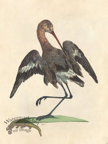 (image for) Tribute Bd 57