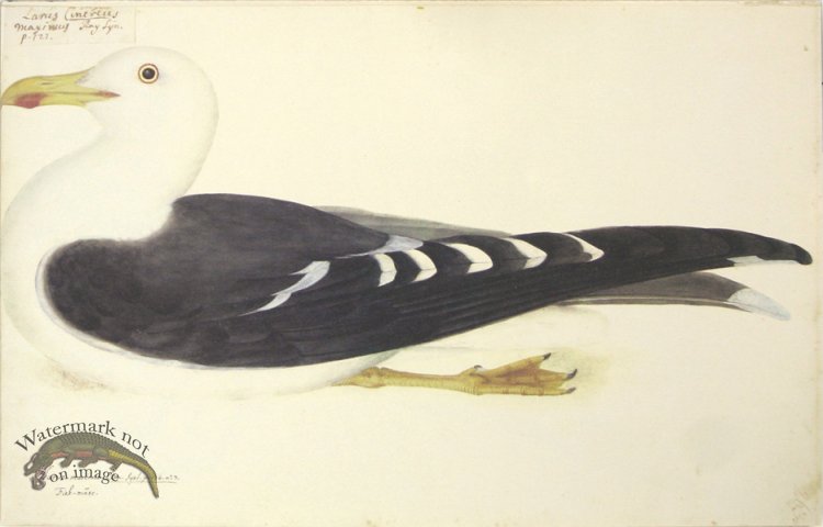 (image for) 263 Swedish Birds . Larus Marinus.Great Black-backed Gull