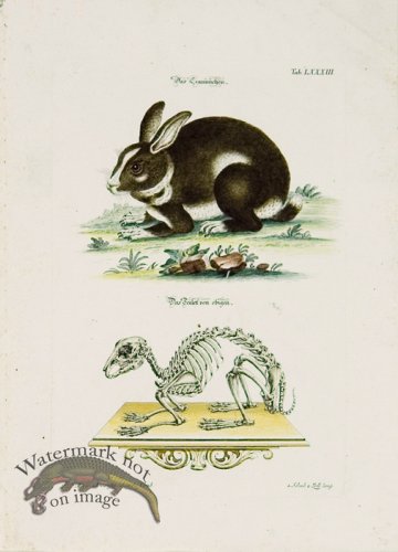 (image for) Meyer Animal 03