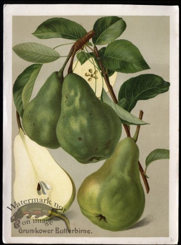 (image for) Fruit 32