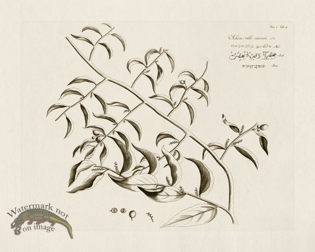 (image for) HORTUS VOl 07 04