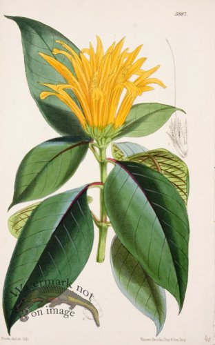 (image for) CBMS_00108