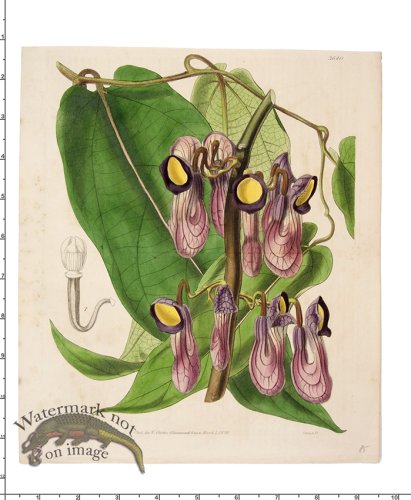 (image for) Curtis Botanical 035