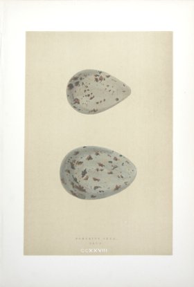 Morris_Eggs_08