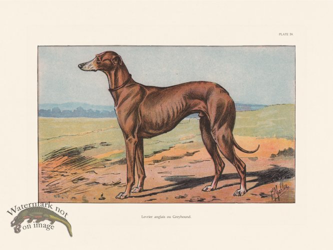 (image for) Les Chiens 059