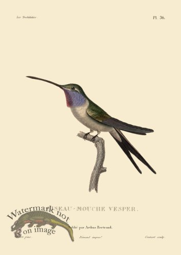 (image for) Humming Bird 36