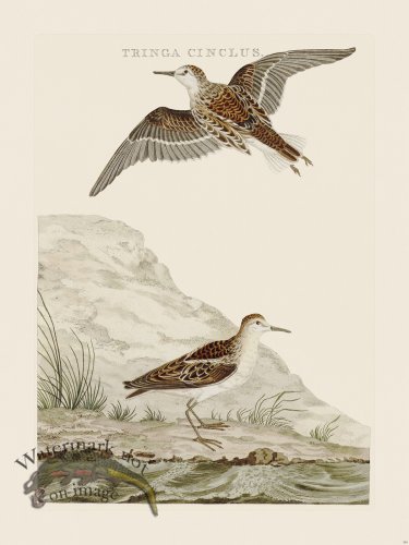 (image for) Nozeman Bird 193