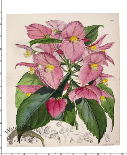 (image for) Curtis Botanical 096