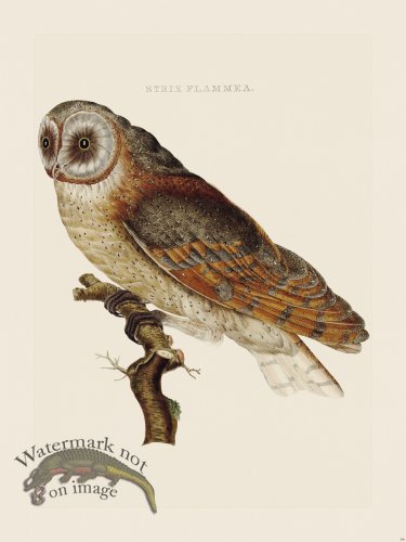 (image for) Nozeman Bird 106