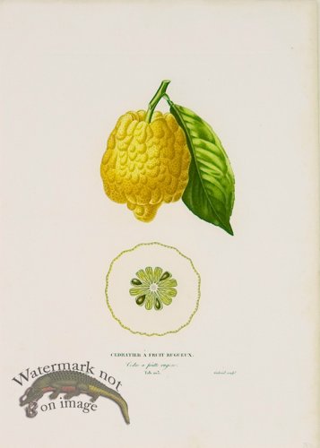 (image for) Poiteau Citrus 21