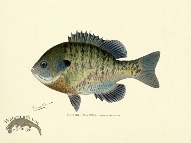 (image for) Sunfish - Bluegill