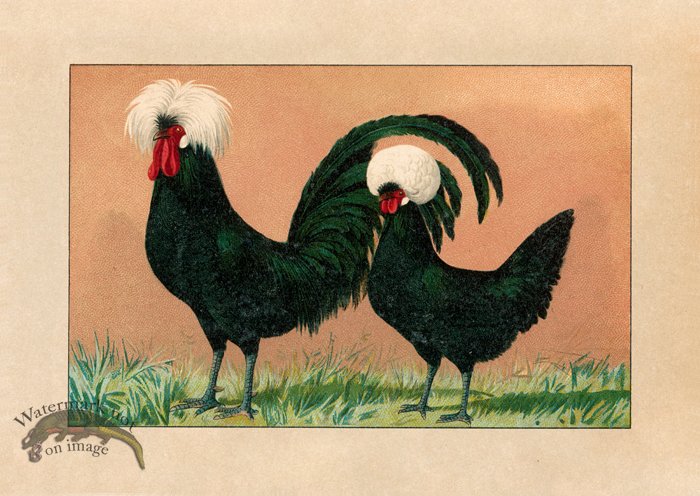 (image for) Chicken 19