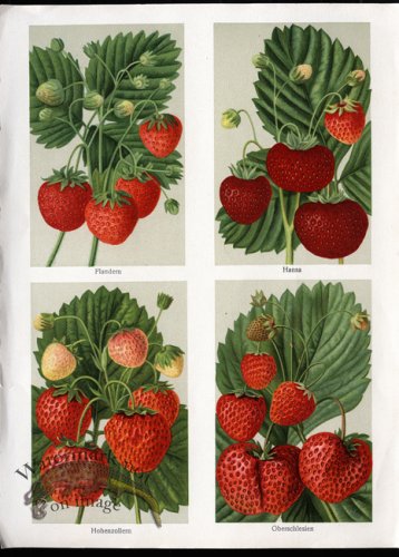 (image for) Fruit 09