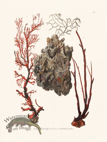 (image for) Knorr Coral 03