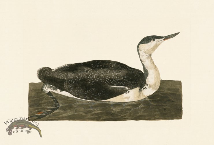 (image for) Pennant Zoology 031