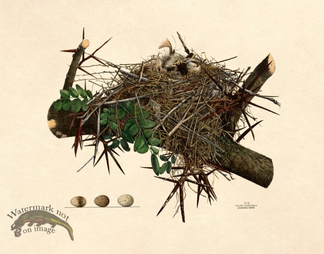 (image for) Eggs of Ohio 009