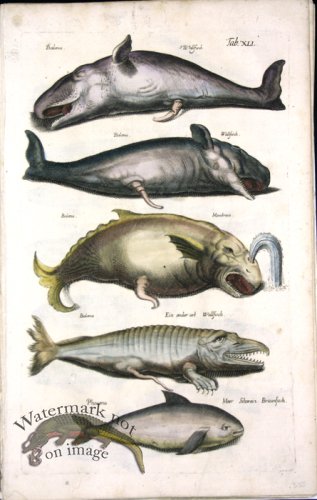 (image for) 1660_Sea_life_28