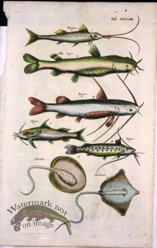 (image for) 1660_Sea_life_36