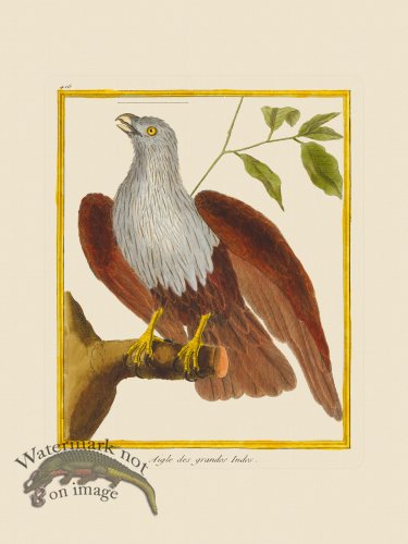 (image for) Martinet Bird 416