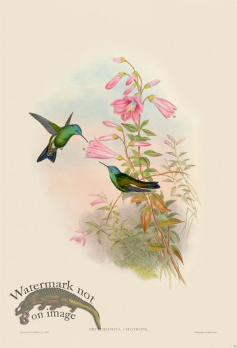 (image for) Gould Hummingbird 323