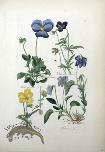 (image for) Deutschlands Flora 20