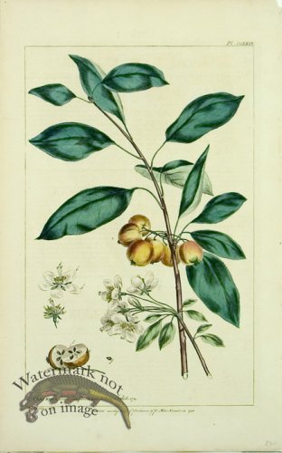 (image for) Philip Miller 021