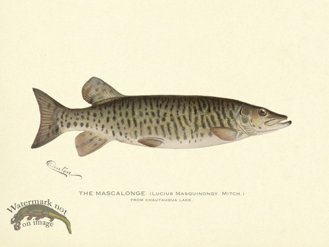 (image for) Mascalonge Chautauqua Lake