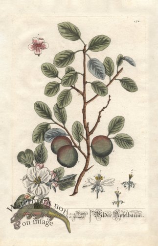 (image for) Blackwell GE 178