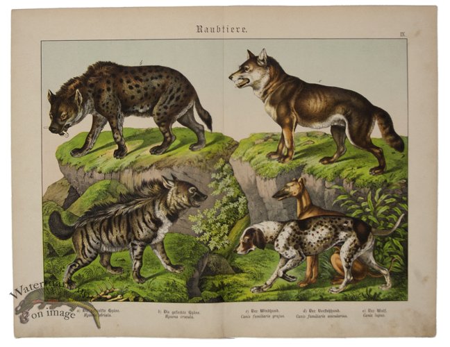 (image for) Hyena Wolf Dog