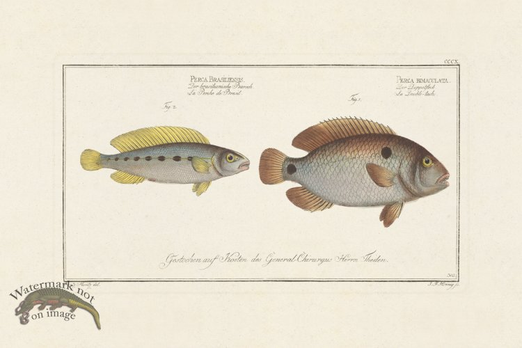 (image for) BLOCH FISH 310