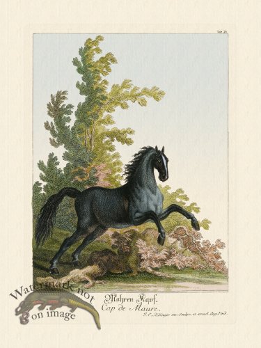 (image for) Ridingers Horses 25