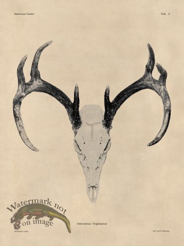 (image for) Tan Bones 03 White Tail