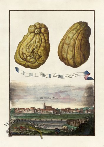 (image for) Volckamer 065