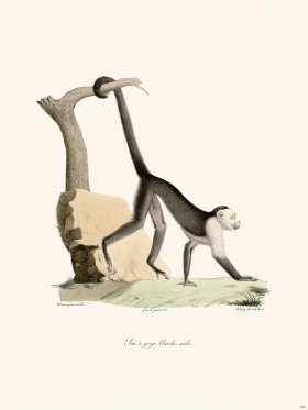 Cuvier 385 White-Throated Sai