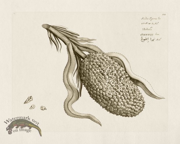 (image for) HORTUS VOL 02 08