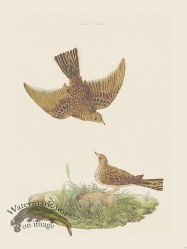 (image for) Nozeman Bird 160