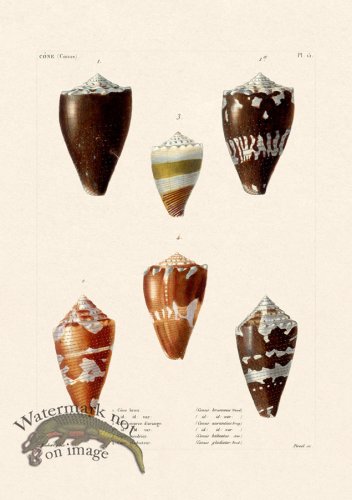 (image for) French Shell 015