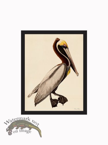 (image for) Rudbeck CFA_BF 99 Brown Pelican