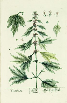 Blackwell German 224