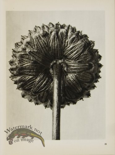 Blossfeldt T 025